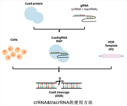 Cas9 RNP