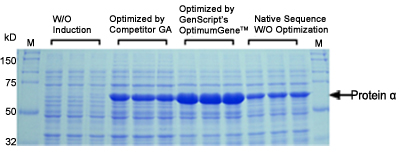 codon optimization case study