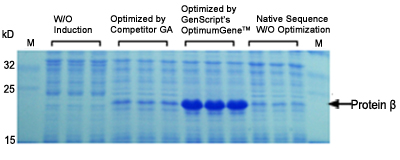 codon optimization case study