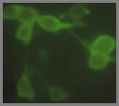 alpha Tubulin Antibody