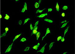 Immunocytochemistry/Immunofluorescence analysis using THE™ His Tag Antibody [iFluor 488], mAb, Mouse