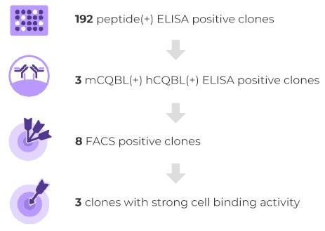 Anti-Idiotypic Antibody Application 