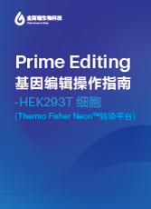 Prime Editing 基因编辑操作指南 - HEK293T细胞